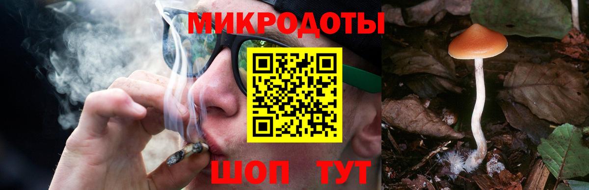 Галлюциногенные грибы Psilocybe Сургут